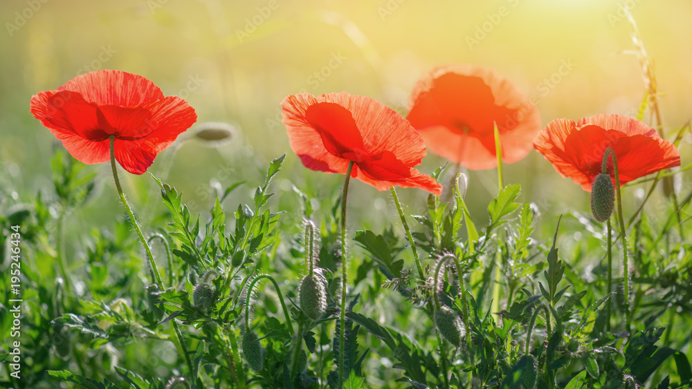 Obraz premium Mohn am leuchten in rot mit Sonnenlicht