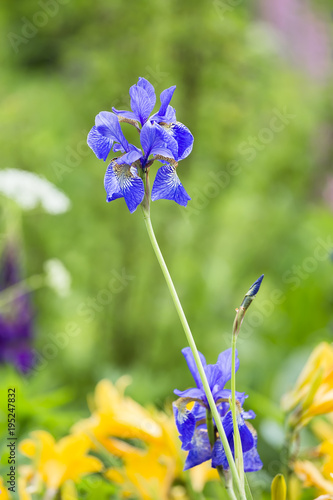 Fototapeta Naklejka Na Ścianę i Meble -  Siberian Iris blue on a background of green grass