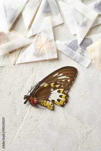 Exotic Butterfly Specimen with Papered Collection photo