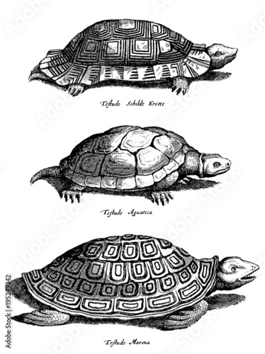 Three different turtles solated on white background (after a historical woodcut, engraving, illustration from the 17th century)