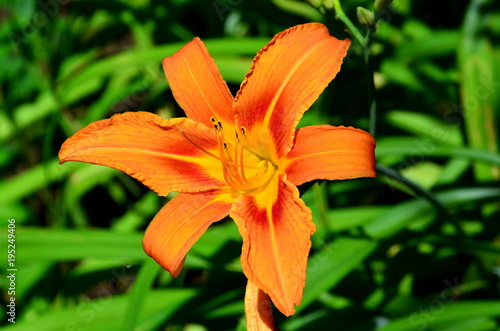 
The lily flower is bright orange in the background of green leaves.