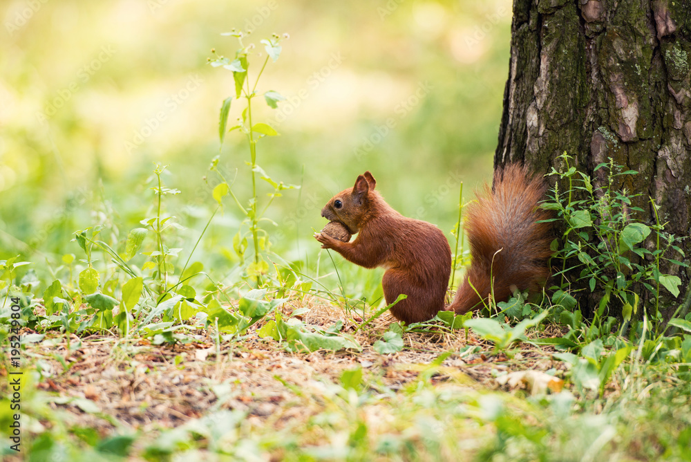 A red squirrel stands near a tree with a nut. A red squirrel stands near a tree with a nut.