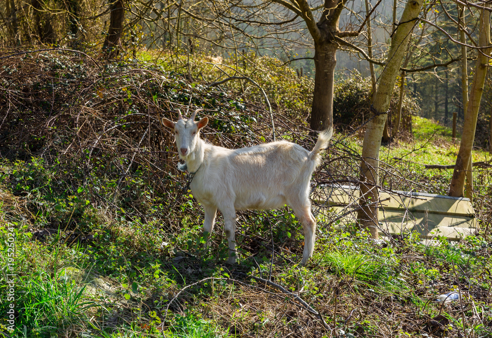 Obraz premium Typical Basque views, Valle de Aramaio, Spain
