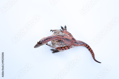 Cryol Ophosaurus in attack position with white background top view