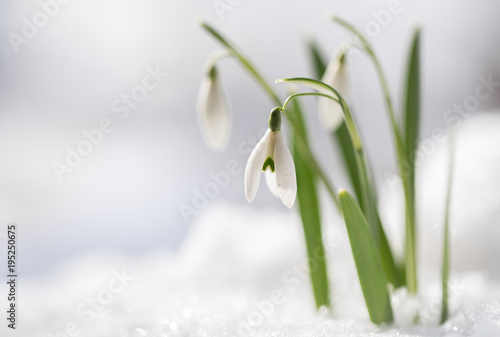 Snowdrops  Galanthus nivalis  grow out of the snow  the first flowers when spring is coming  macro shot with copy space in the snowy background