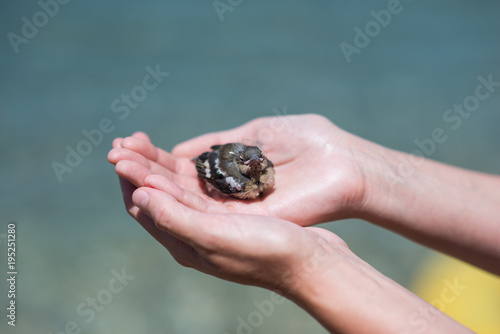 Sparrow in woman`s hand