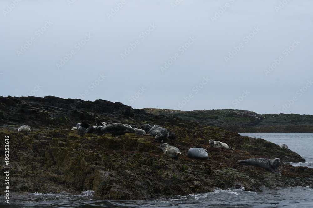Seals in the Farne Islands