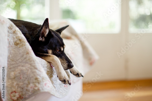 Close-up of sleepy dog enjoying an armchair as her kennel at home photo