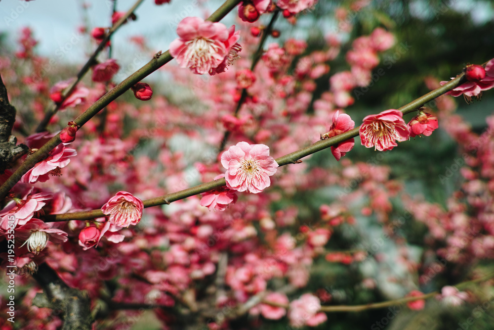Flowers in spring series: plum blossoming in spring, it is the only remaining last winter flower, is the earliest blooming flower in spring. It shows struggle and pride. Flowers in spring series: plum blossoming in spring, it is the only remaining last winter flower, is the earliest blooming flower in spring. It shows struggle and pride.