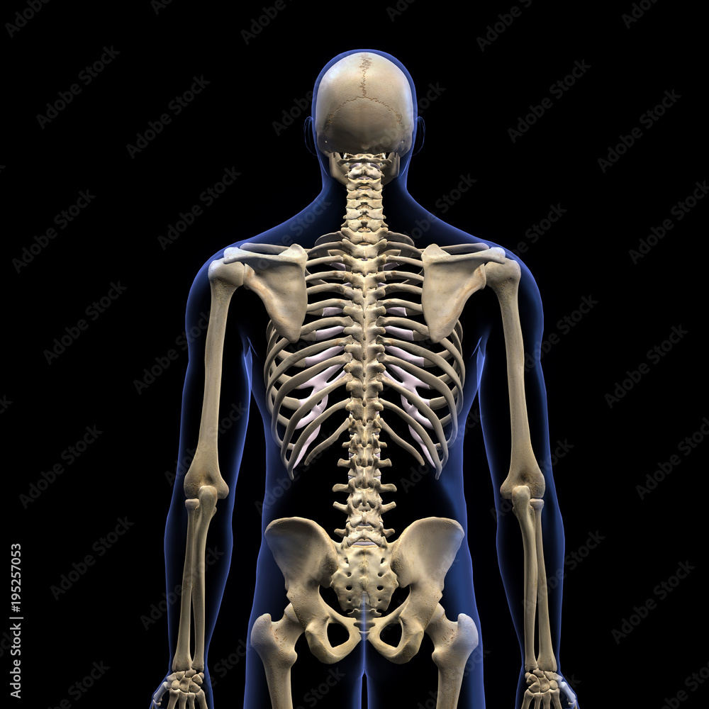 Human Skeleton, Posterior View on Black Background Human Skeleton, Posterior View on Black Background