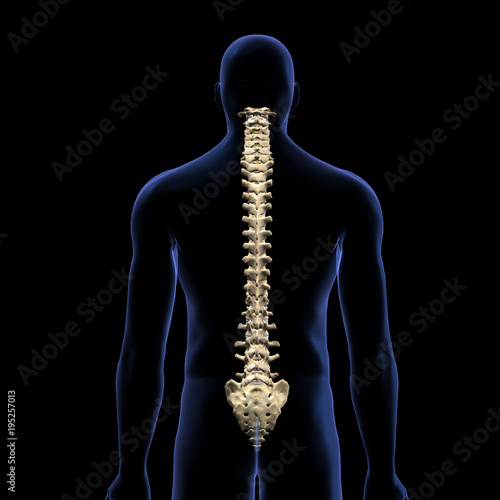Photography Human Vertebral Column, Posterior View on Black Background