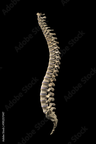Human Vertebral Column, Side View on Black Background