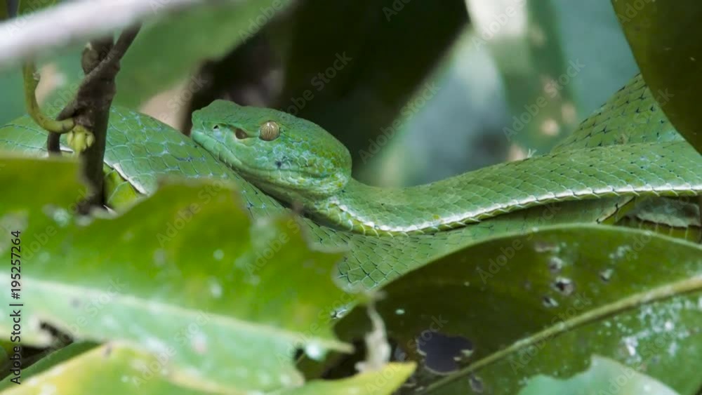 Close Up video - a venomous Vogeli green pit viper lies on a tree branchover the river. Close Up video - a venomous Vogeli green pit viper lies on a tree branchover the river.