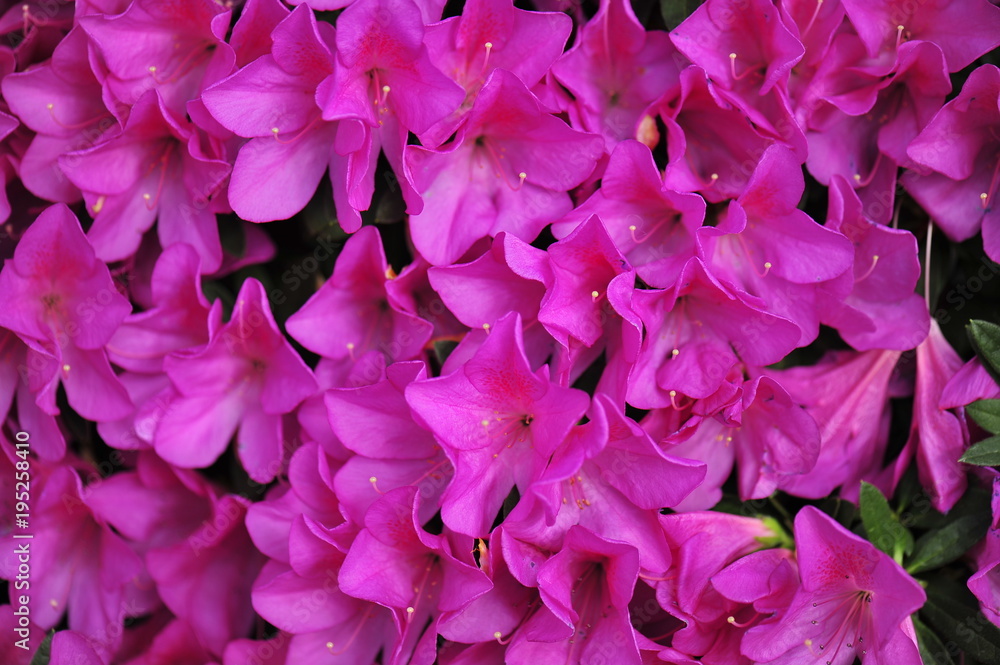 azalea azalea