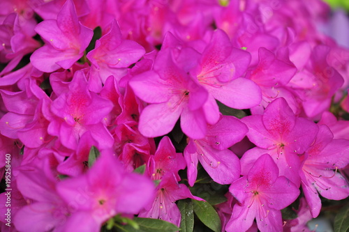 azalea