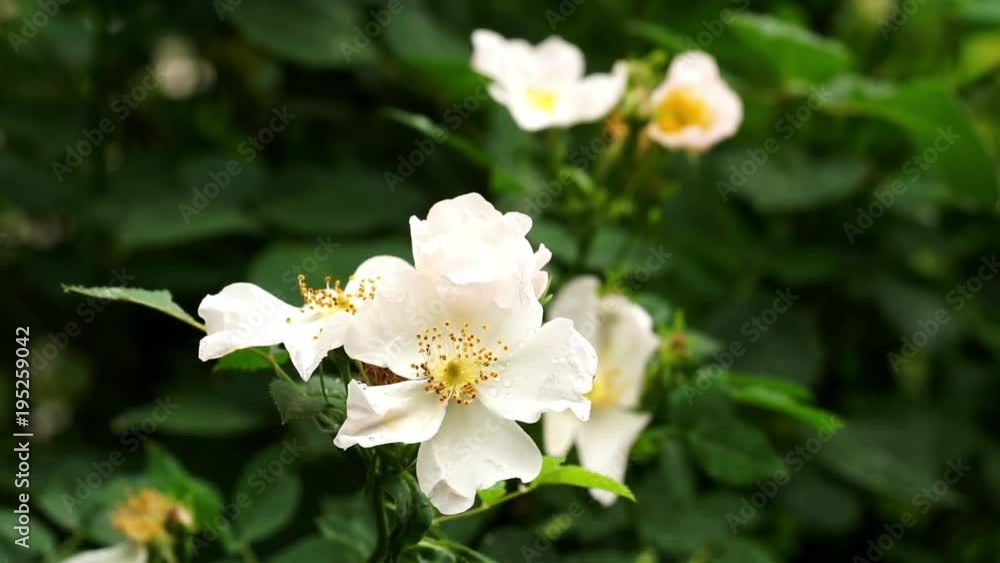 Rain falling on White Wild Rose flowers - Close up Rain falling on White Wild Rose flowers - Close up