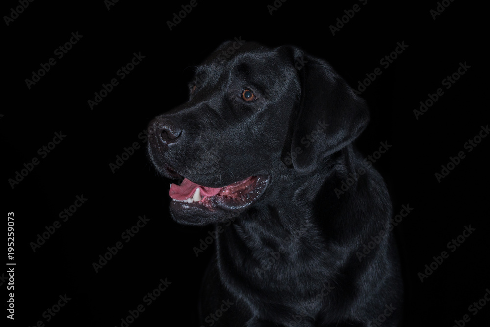 Beautiful young male dog labrador breed on black background Beautiful young male dog labrador breed on black background