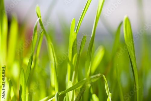 Spring fresh green grass close-up only grown after winter in early spring