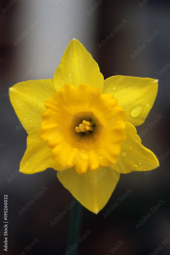 Spring Daffodil Spring Daffodil
