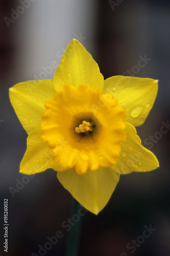 Fototapeta Naklejka Na Ścianę i Meble -  Spring Daffodil