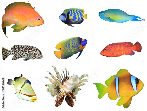 Collection Red Sea and Indian Ocean Reef fish isolated on white background