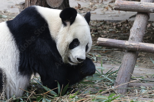 Fototapeta Naklejka Na Ścianę i Meble -  Giant Panda is Eating Bamboo Leaves, China