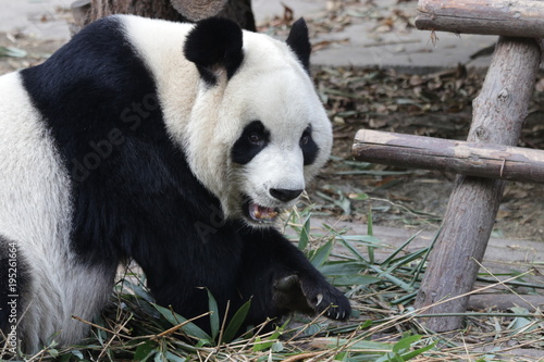 Handsome Giant Panda in Chengdu, China