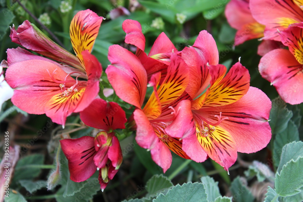 PINK AND YELLOW PERUVIAN LILIES PINK AND YELLOW PERUVIAN LILIES