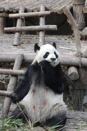 Fototapeta Naklejka Na Ścianę i Meble -  Giant Panda is Eating Bamboo Leaves, China