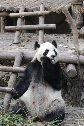 Fototapeta Naklejka Na Ścianę i Meble -  Giant Panda is Eating Bamboo Leaves, China