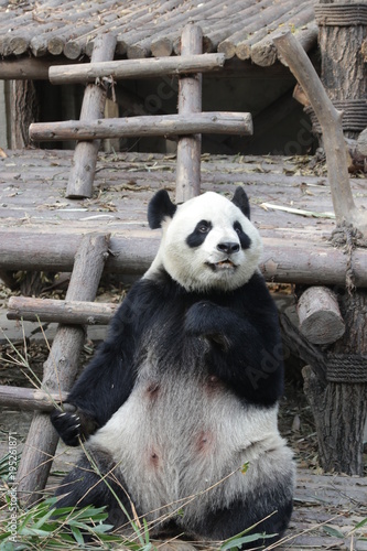 Fototapeta Naklejka Na Ścianę i Meble -  Giant Panda is Eating Bamboo Leaves, China