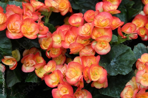 ORANGE RIEGER BEGONIAS