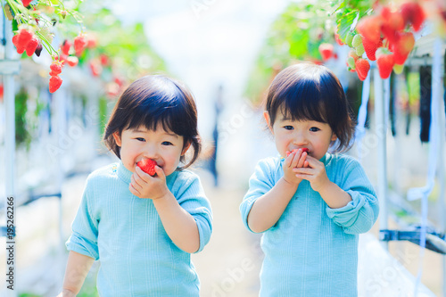 子供とイチゴ狩り