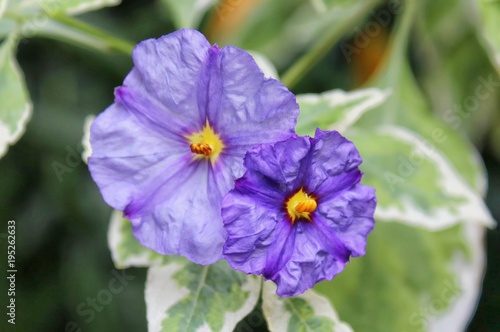 PURPLE FLOWERS WITH YELLOW CENTERS