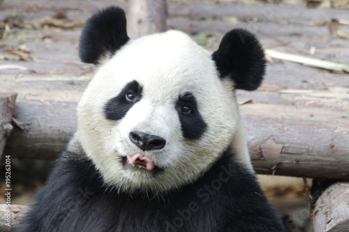 Fototapeta Naklejka Na Ścianę i Meble -  Closed-up Giant Panda's Face in Chengdu Panda Base, China