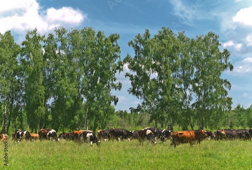 Fotografia Cows