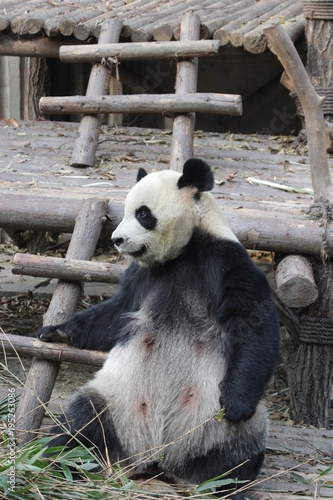 Fototapeta Naklejka Na Ścianę i Meble -  Giant Panda in Chengdu, China
