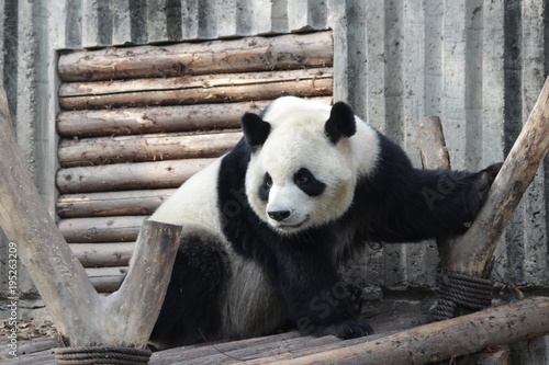 Fototapeta Naklejka Na Ścianę i Meble -  Giant Panda in Chengdu Panda Base, China
