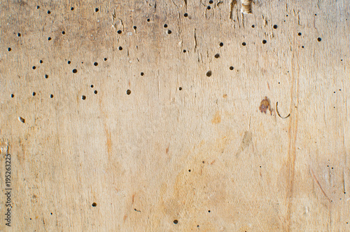 old plywood gnawed by beetles wood borers background or texture