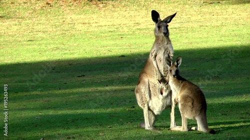 Australia - Kangaroos