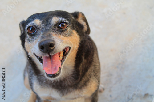 Obraz na plátně Cachorro Feliz Vira-lata (sem raça definida) Alegre adoção