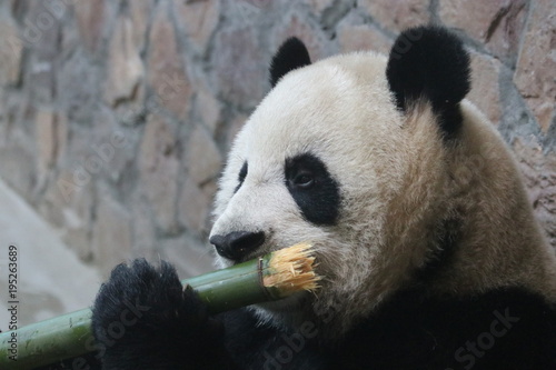 Fototapeta Naklejka Na Ścianę i Meble -  Giant Panda is Eating Bamboo, China