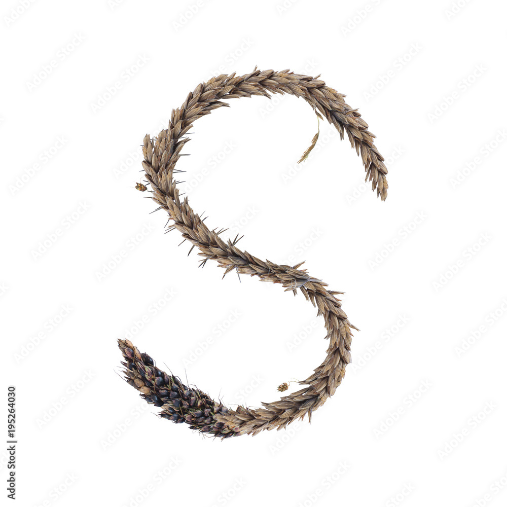 Fototapeta premium letter S of dried sorghum spikelets, blade of grass and corn inflorescences, isolate on white background