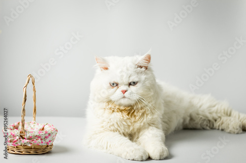 White persian cat with wool that frown and wood basket on white background.