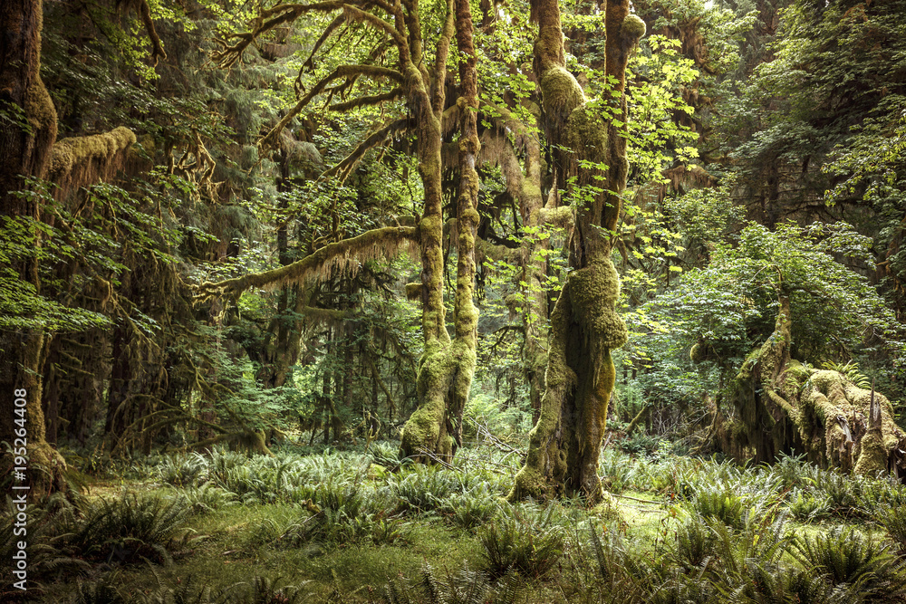 Hoh Rain Forest, Olympic National Park, Washington, USA