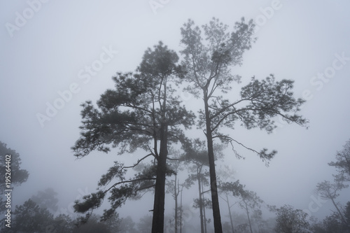 Big tree in thick mist