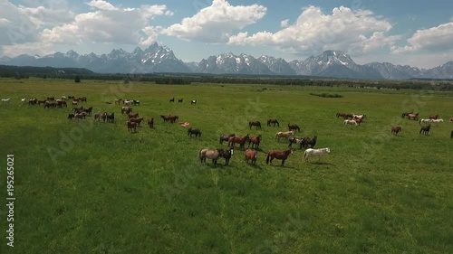 wild horses side flight tracking left to right with horses Drone aerial 4k, alpine, american west, grand tetons national park, jackson hole, mountains, nature, outdoors, rocky mountains, scenic, teton
