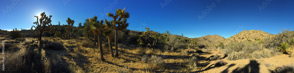 Joshua Tree Panoramic Landscape 