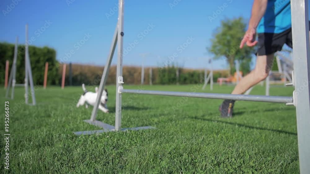 Puppy Dog Jumps Sideways over Obstacles on Grass Puppy Dog Jumps Sideways over Obstacles on Grass