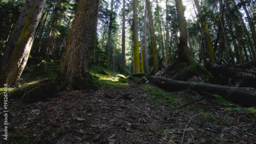 The nature of the coniferous forest. Spring coniferous forest flying over a moss between trees with sun rays. Low key 60 FPS slow motion. GoPro 6 Black with a three-axis antimicrobial stabilizer The nature of the coniferous forest. Spring coniferous forest flying over a moss between trees with sun rays. Low key 60 FPS slow motion. GoPro 6 Black with a three-axis antimicrobial stabilizer